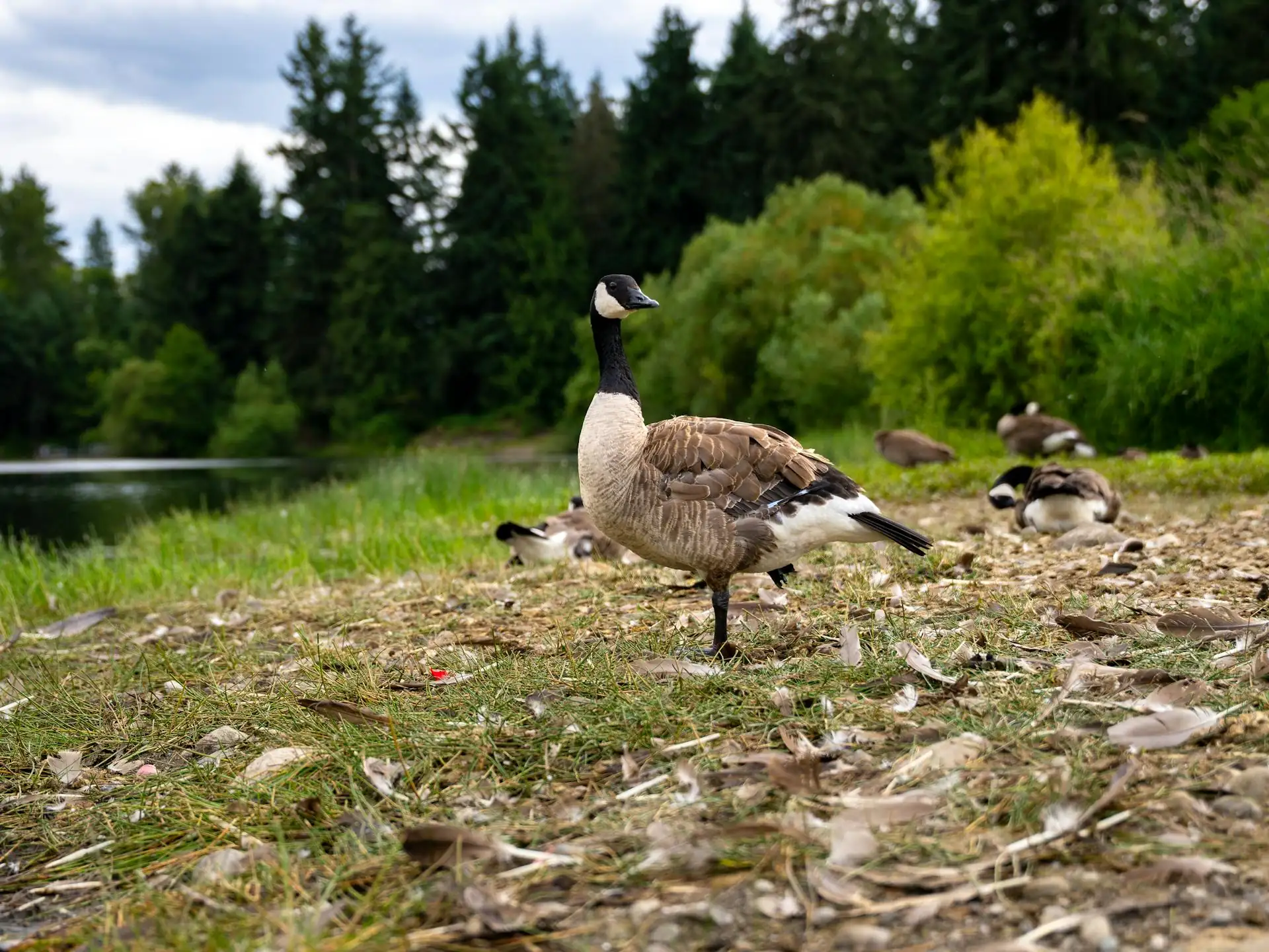 Lakeside Loop: Walk the Seward Park Shore Trail
