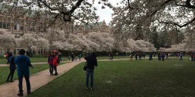 Cherry Blossoms at the UW Quad